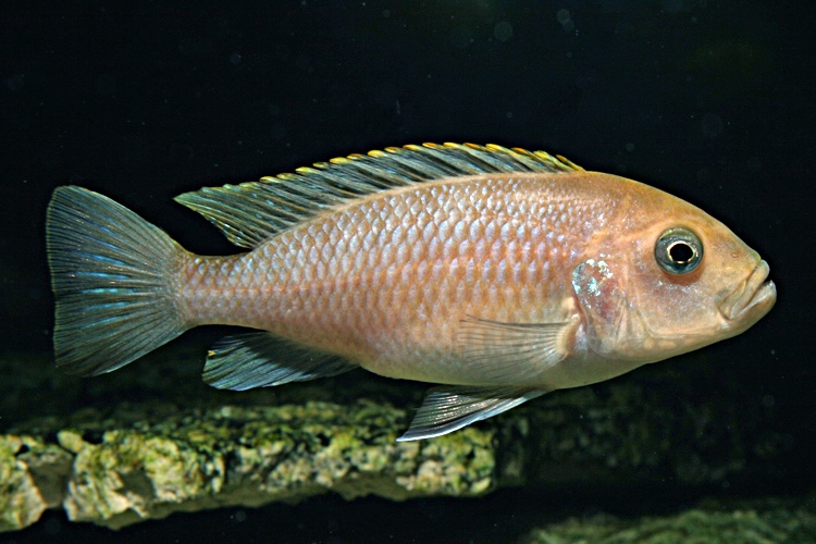 Cynotilapia zebroides 'Cobwe'